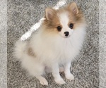 Puppy Teddy Pomeranian