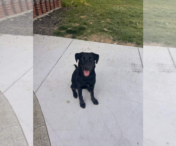 Medium Photo #4 German Shepherd Dog-Rhodesian Ridgeback Mix Puppy For Sale in Aurora, IN, USA