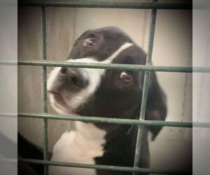Charlie - Male Mutt Dog for Adoption - Photo #2