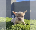 Small Photo #10 French Bulldog Puppy For Sale in PALMDALE, CA, USA