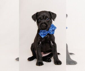 Border Terrier-Chihuahua Mix Dogs for adoption in McKinney, TX, USA