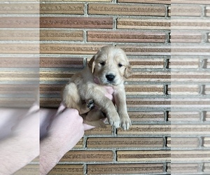 Golden Retriever Puppy for sale in MEDFORD, OR, USA