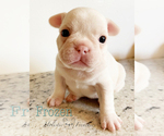 Small Photo #18 French Bulldog Puppy For Sale in EUGENE, OR, USA