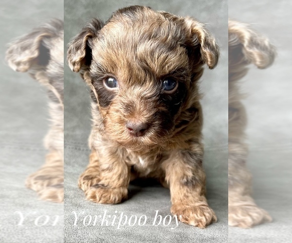 Medium Photo #6 YorkiePoo Puppy For Sale in AQUILLA, TX, USA