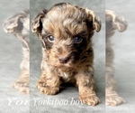 Small Photo #6 YorkiePoo Puppy For Sale in AQUILLA, TX, USA