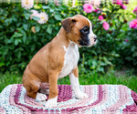 Small #11 Boxer