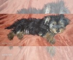 Small Photo #6 Yorkshire Terrier Puppy For Sale in AKRON, OH, USA