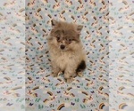 Small Photo #2 Pomeranian Puppy For Sale in CLARKSVILLE, TN, USA