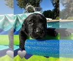 Small #10 Labrador Retriever