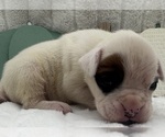 Small #6 Boxer