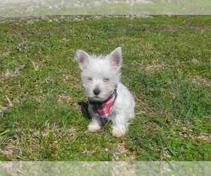 Medium West Highland White Terrier
