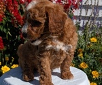 Small #8 Goldendoodle (Miniature)