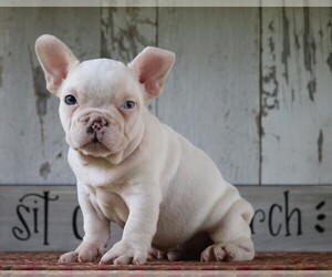 French Bulldog Puppy for sale in FREDERICKSBG, OH, USA