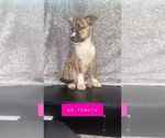 Puppy 1 American Pit Bull Terrier-Siberian Husky Mix