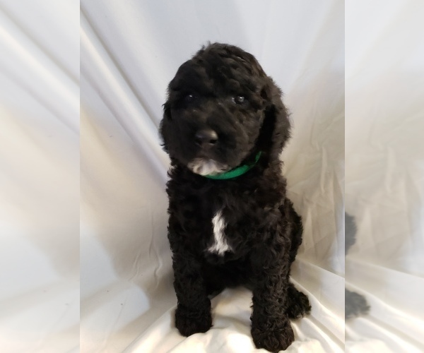 Medium Photo #3 Poodle (Standard) Puppy For Sale in ODESSA, WA, USA