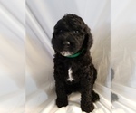Small Photo #3 Poodle (Standard) Puppy For Sale in ODESSA, WA, USA