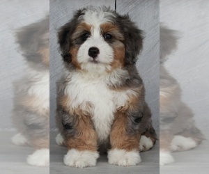 Miniature Bernedoodle Puppy for sale in FREDERICKSBURG, OH, USA