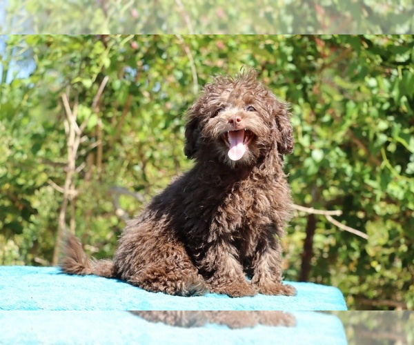 Medium Photo #9 ShihPoo Puppy For Sale in DYERSBURG, TN, USA