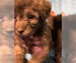 Small Photo #10 Poodle (Toy)-Shorkie Tzu Mix Puppy For Sale in LAKE GEORGE, NY, USA