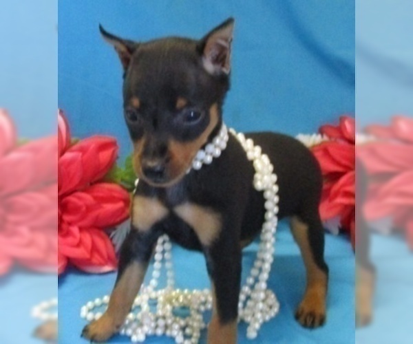 Medium Photo #1 Miniature Pinscher Puppy For Sale in FOYIL, OK, USA