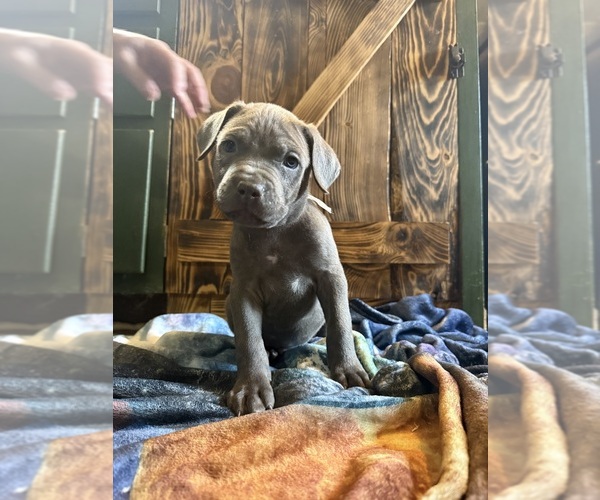 Medium Photo #9 Cane Corso Puppy For Sale in HUNTINGTON, IN, USA