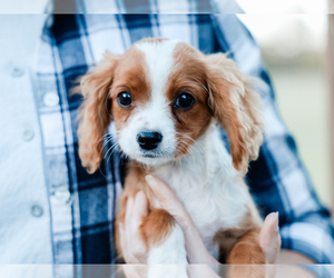 Cavalier King Charles Spaniel-Cavapoo Mix Puppy for sale in LIBERTY, KY, USA