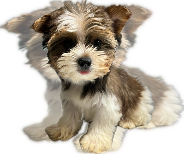 Medium Photo #18 Yorkshire Terrier Puppy For Sale in HAYWARD, CA, USA