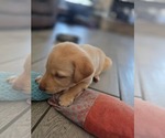 Small #3 Labrador Retriever