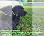 Puppy Sarge Labrador Retriever-Saint Bernard Mix