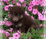 Small Photo #3 Pomsky Puppy For Sale in FREDERICKSBURG, OH, USA