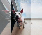 Small #15 American Pit Bull Terrier-American Staffordshire Terrier Mix
