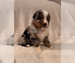 Puppy Mira Australian Shepherd