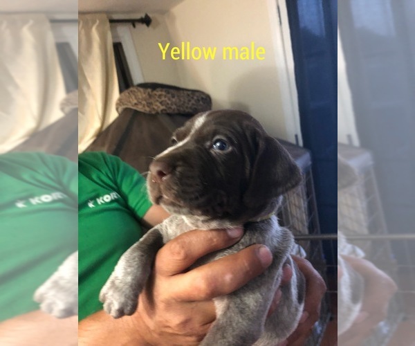 Medium Photo #7 German Shorthaired Pointer Puppy For Sale in CORONA, CA, USA