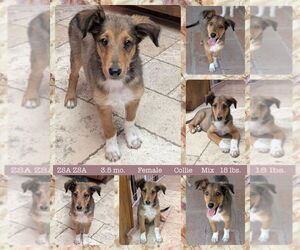 Collie-Rottweiler Mix Dogs for adoption in Mesa, AZ, USA