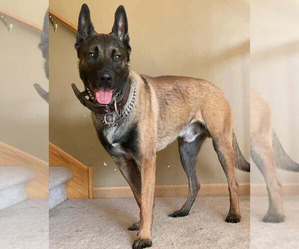 Medium Photo #3 Dutch Shepherd -Unknown Mix Puppy For Sale in Imlay City, MI, USA