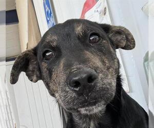 Labrador Retriever-Unknown Mix Dogs for adoption in Bakersfield, CA, USA