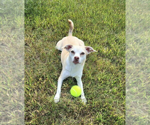Medium Photo #9 Chihuahua-Unknown Mix Puppy For Sale in Plymouth, MN, USA