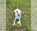 Small #8 Chihuahua Mix