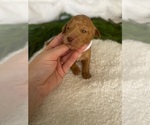 Puppy 9 Goldendoodle (Miniature)