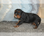 Small #3 Cavalier King Charles Spaniel