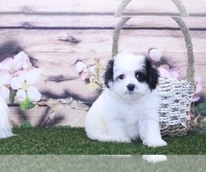 Poochon Puppy for sale in MARIETTA, GA, USA
