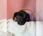 Small Photo #1 Shepradors Puppy For Sale in Claremore, OK, USA
