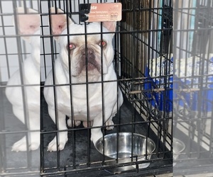 French Bulldog Puppy for sale in MIAMI, FL, USA