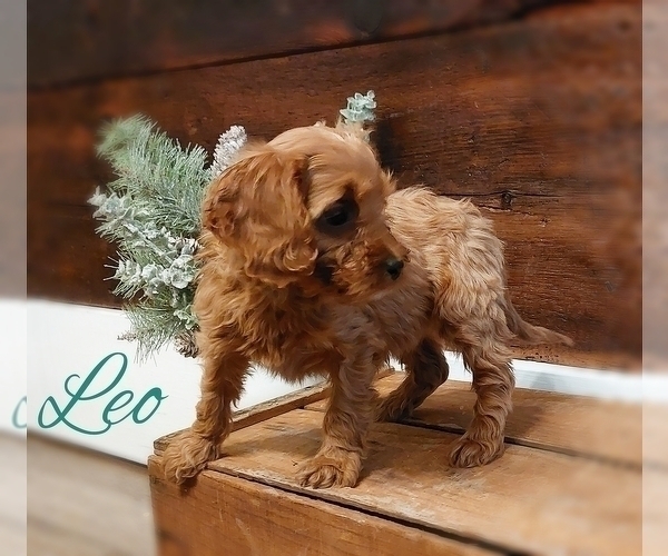 Full screen Photo #4 Cavapoo Puppy For Sale in LEBANON, PA, USA