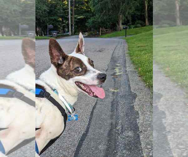 Medium Photo #2 Mutt Puppy For Sale in Springdale, PA, USA