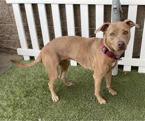 Medium American Pit Bull Terrier