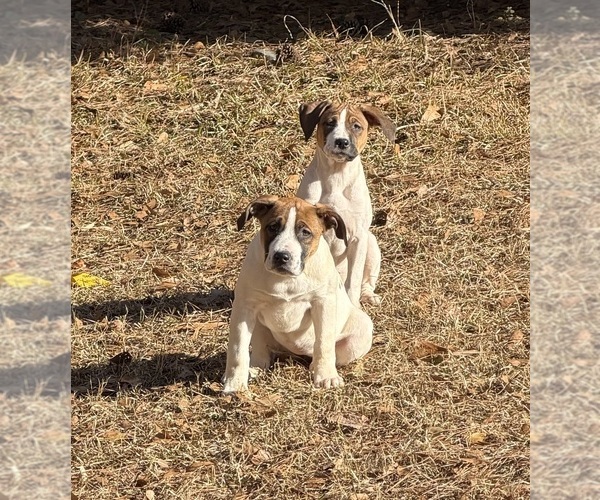 Medium Photo #1 America Bandogge Mastiff Puppy For Sale in SNELLVILLE, GA, USA