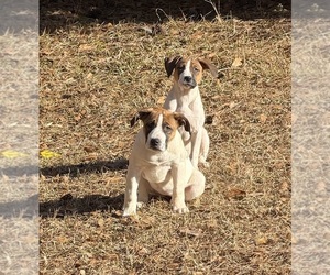 Medium America Bandogge Mastiff