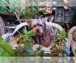 Small Photo #1 Yorkshire Terrier Puppy For Sale in LOS ANGELES, CA, USA