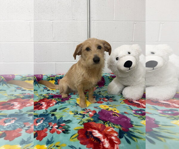 Medium Photo #3 Norfolk Terrier Puppy For Sale in York, SC, USA